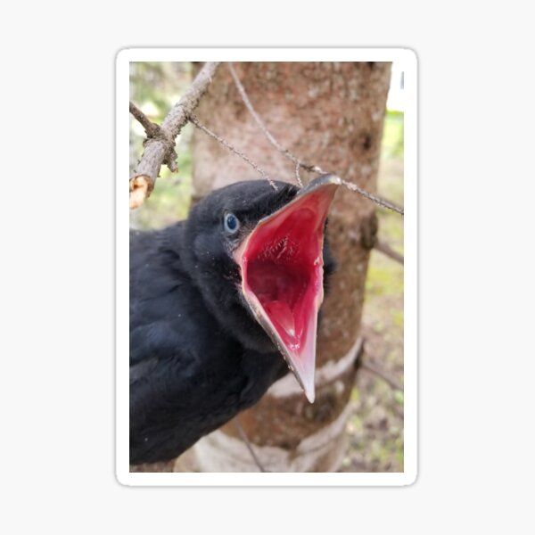 Feed Me Now and No One Gets Hurt! Sticker