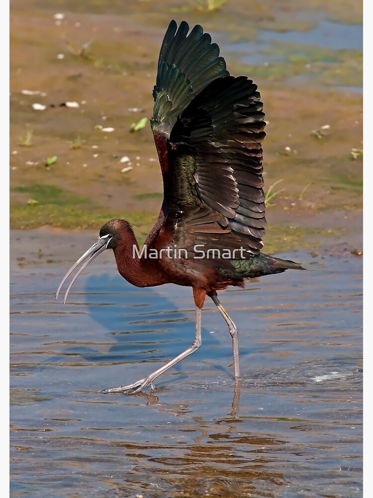 Strutting the Stuff by MartinSmart