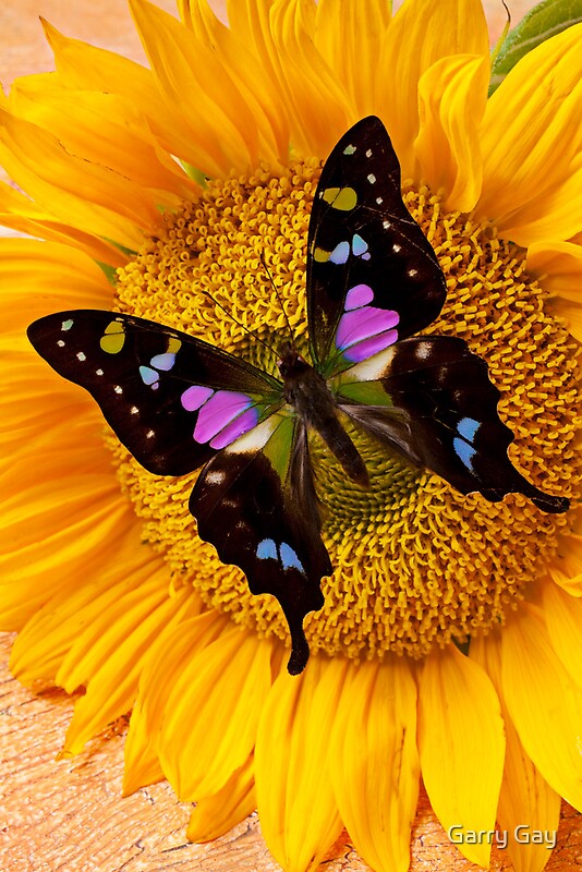 "Purple Butterfly On Sunflower" by Garry Gay | Redbubble