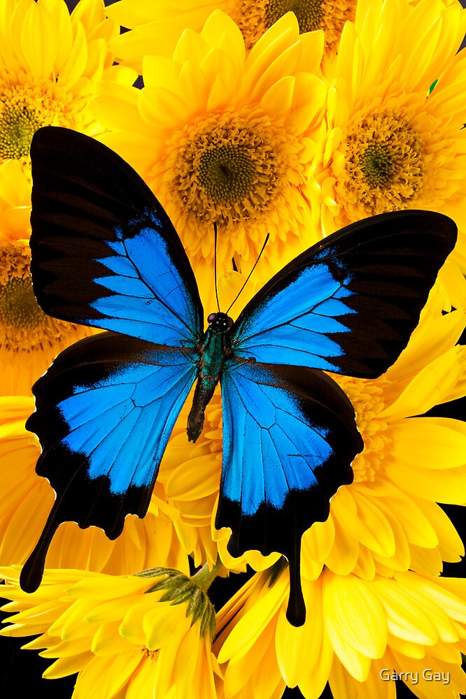 "Blue Butterfly On Yellow Mums" by Garry Gay | Redbubble
