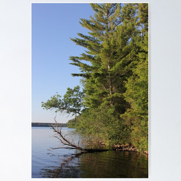 Item preview, Pines on the Lake designed and sold by bjcoving.