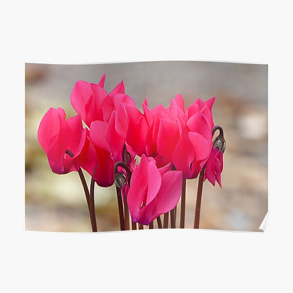 Cyclamen Poster