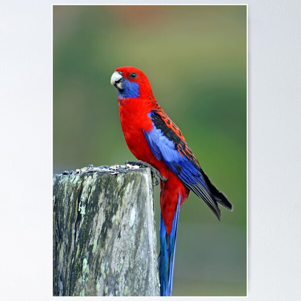 Item preview, Crimson Rosella. Brisbane, Queensland, Australia. (2) designed and sold by Ralph de Zilva.