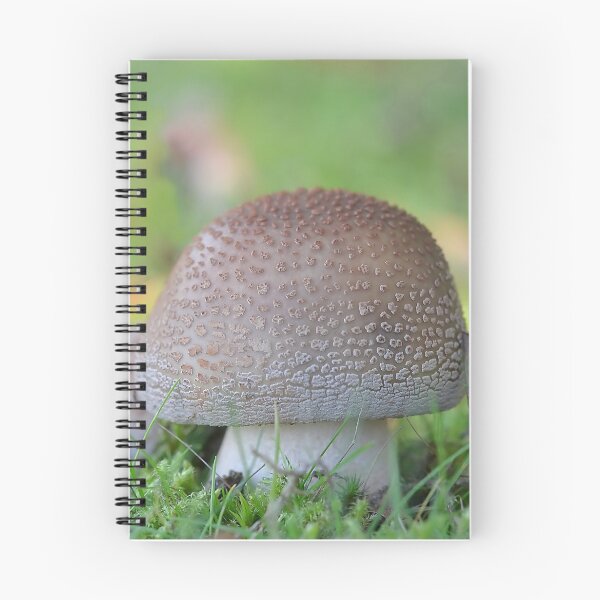 Item preview, Amanita Rubescens designed and sold by relayer51.