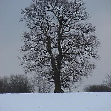 Artwork thumbnail, Tree by Chris Petty
