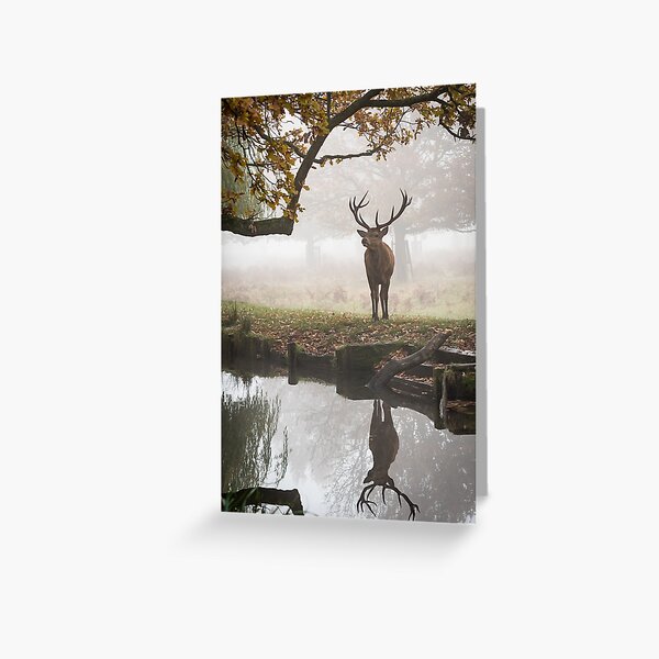 Red Deer Stag Greeting Card