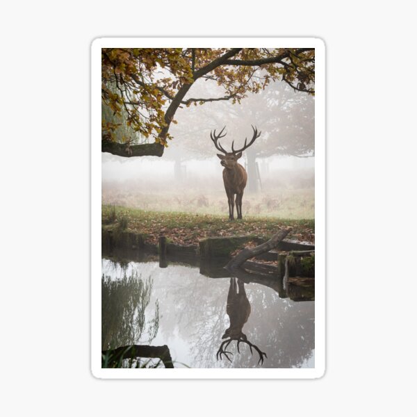 Red Deer Stag Sticker