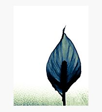 Solemnity Photographic Print