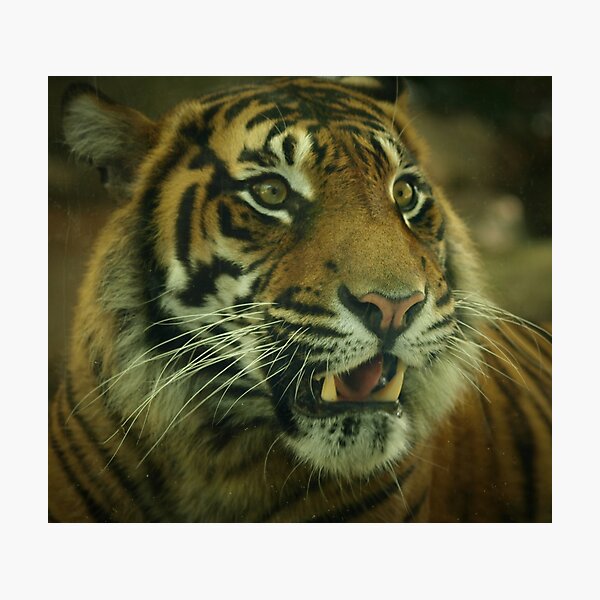Tiger Photographic Print