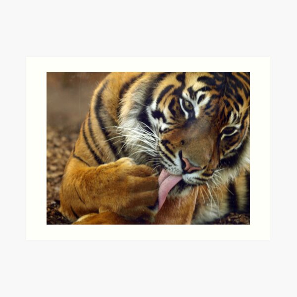 Tiger II Art Print