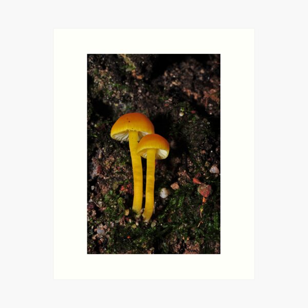 Item preview, Yellow with orange tint Hygrocybe designed and sold by Colin12.