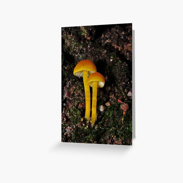 Item preview, Yellow with orange tint Hygrocybe designed and sold by Colin12.