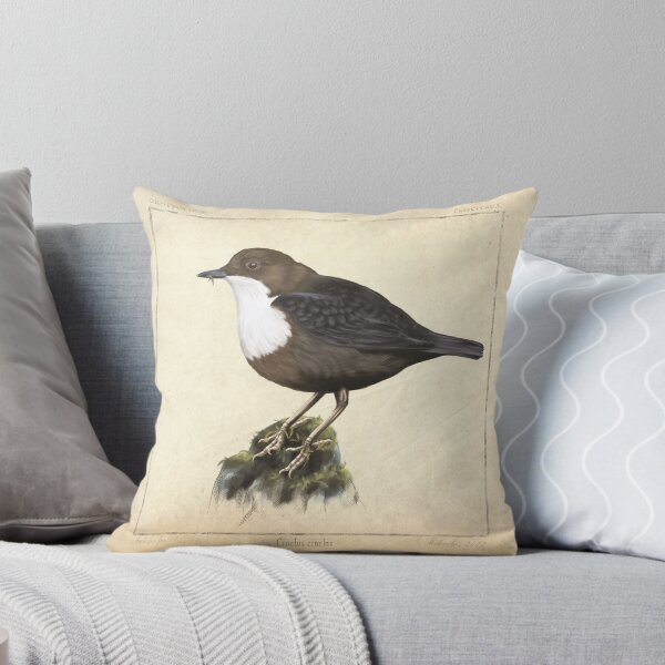 Item preview, Dipper - scientific illustration designed and sold by red-fox-child.