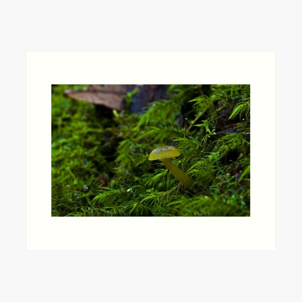 Item preview, Green Hygrocybe sp? designed and sold by Colin12.