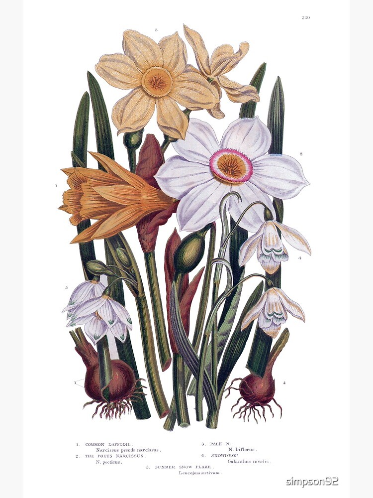 "Daffodil, Narcissus, Jonquil, Snowdrop, Buttercup Victorian Botanical