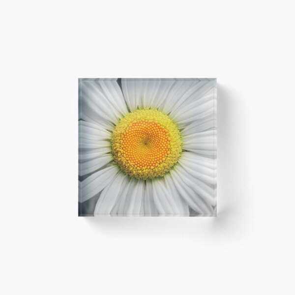 Item preview, A Daisy designed and sold by Jean Gregory Evans.