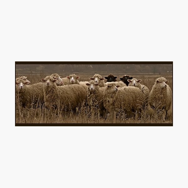 Item preview, Ewe in Black designed and sold by VallaV.