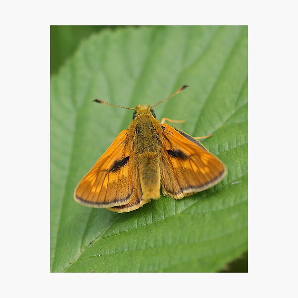 Item preview, Large Skipper Butterfly (male) Ochlodes sylvanus designed and sold by Roger Hall.