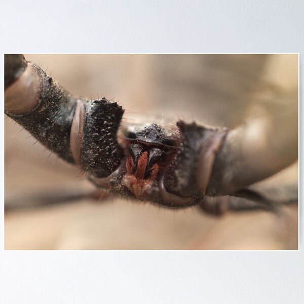 Item preview, 507 Vinegaroon Macro designed and sold by ptosis.
