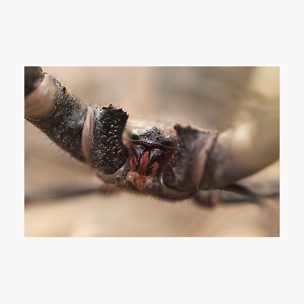 Item preview, 507 Vinegaroon Macro designed and sold by ptosis.