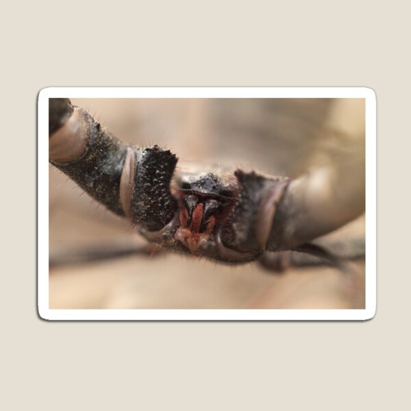 Item preview, 507 Vinegaroon Macro designed and sold by ptosis.