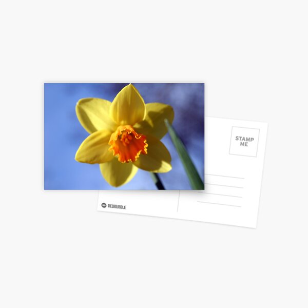 Daffodil Postcard