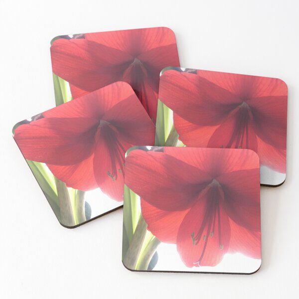 Item preview, Translucent Amaryllis designed and sold by Amanda1775.