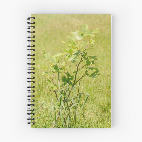 Artikelvorschau, ibs Tulpenbaum entworfen und verkauft von pcfyi.