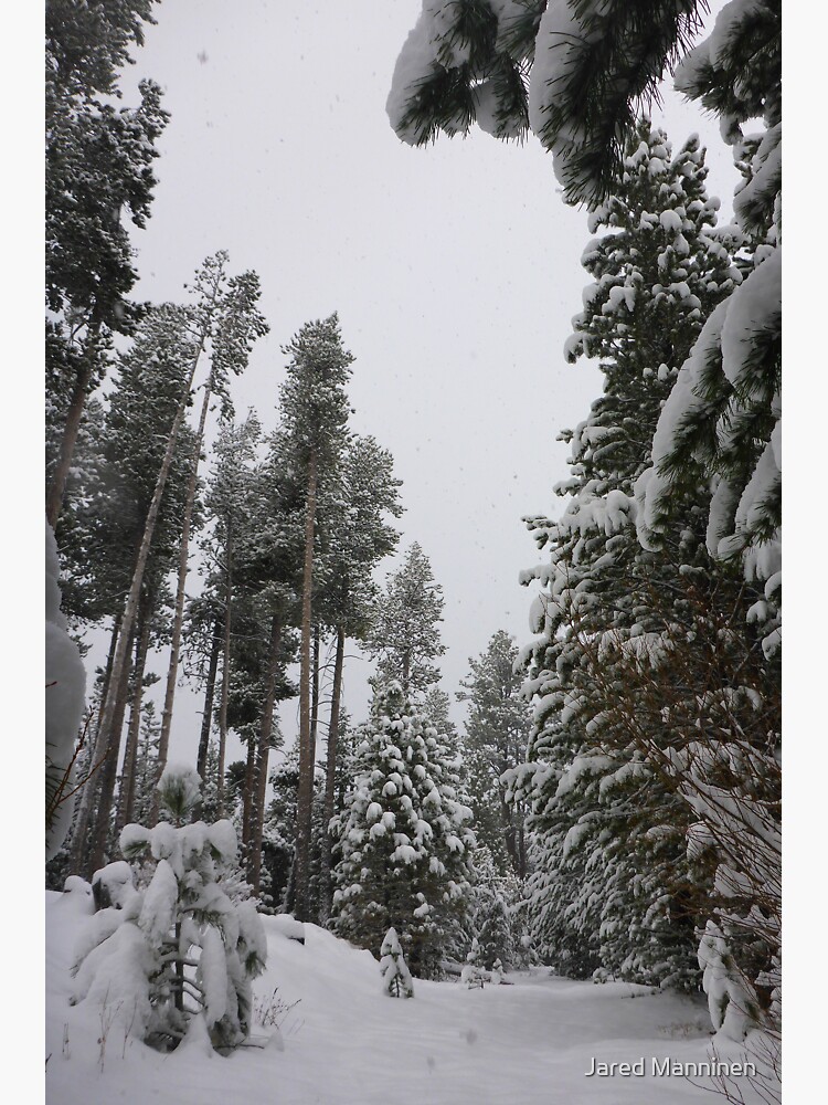 XC Skiing in Washoe Meadows State Park by JaredManninen