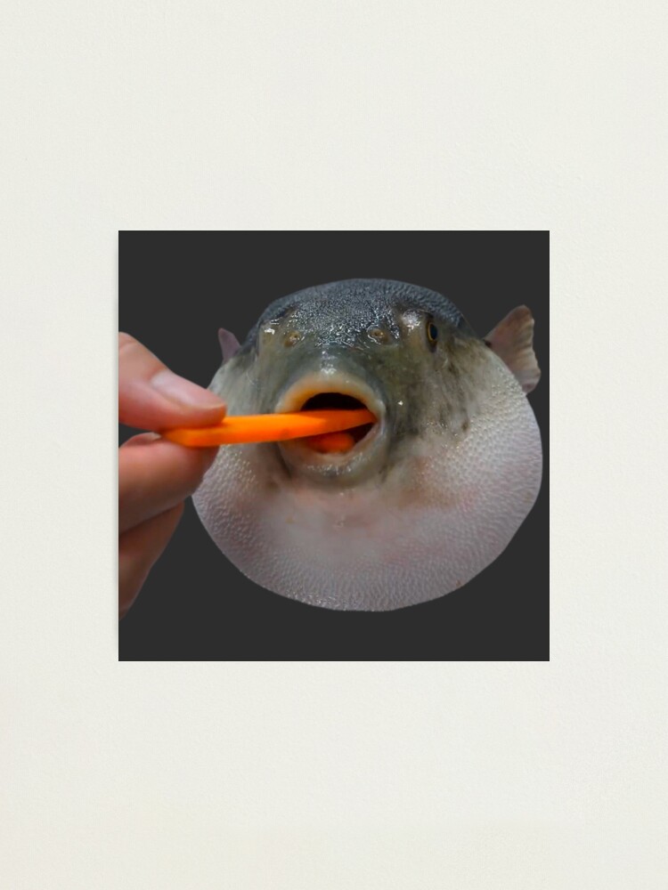 puffer fish eating carrot meme
