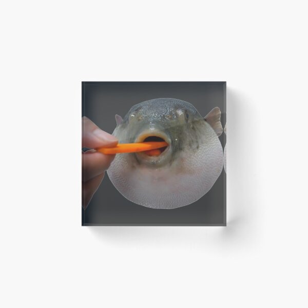 Pufferfish Eating a Carrot Meme  Acrylic Block