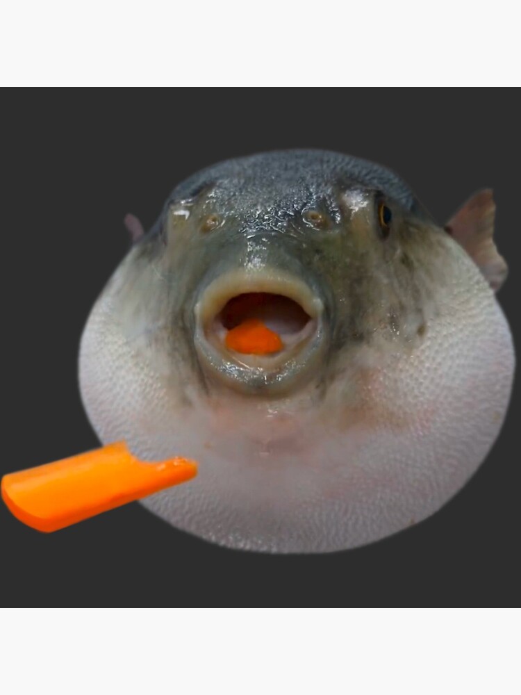 "Pufferfish Eating a Carrot Meme " Photographic Print by Goath | Redbubble