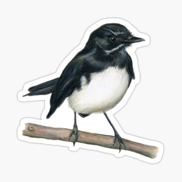 Item preview, Willie Wagtail Bird Art Drawing designed and sold by RachaelCurryArt.