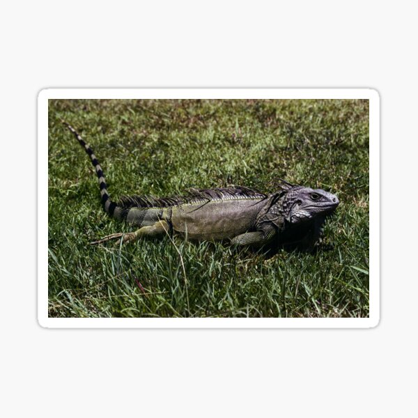 Puerto Rican Iguana Sticker