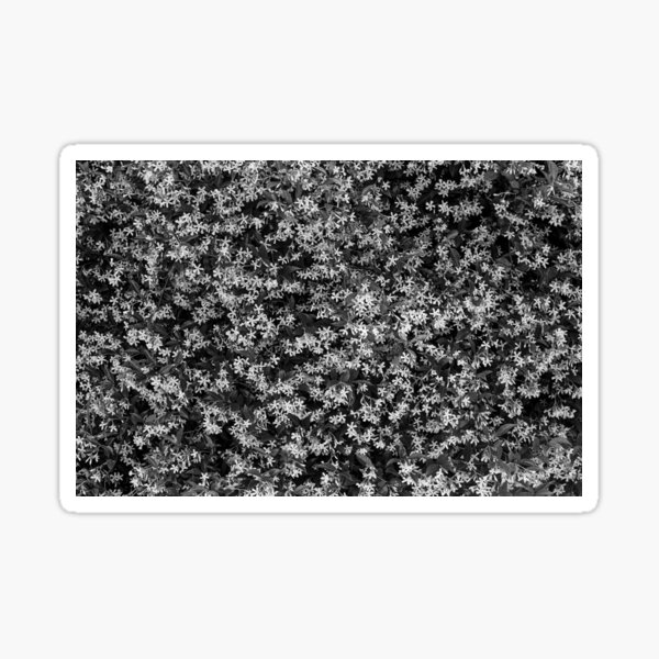 Jasmine in Black and White Sticker