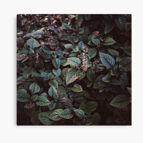 Green Garden Canvas Print