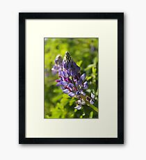 Lupin Framed Print