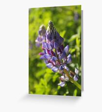 Lupin Greeting Card