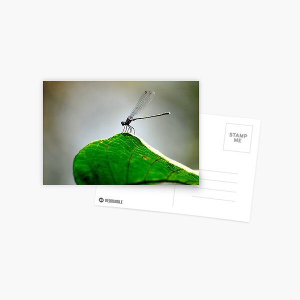 The Black Beauty Postcard