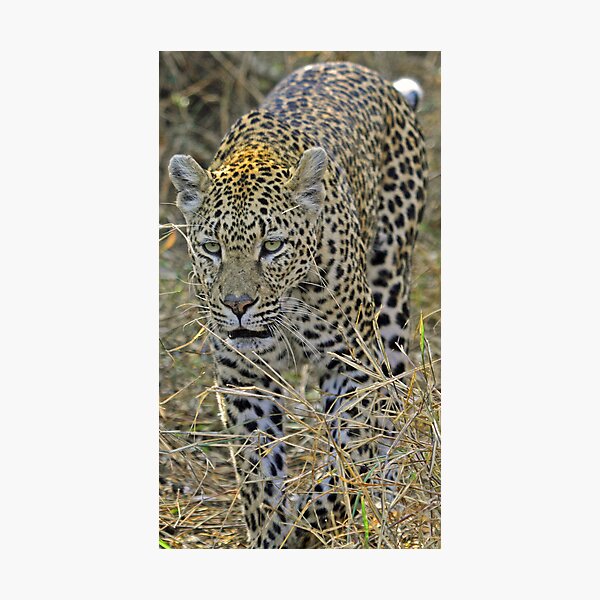 Item preview, Leopard on the hunt-stalking! designed and sold by Anthony Goldman.