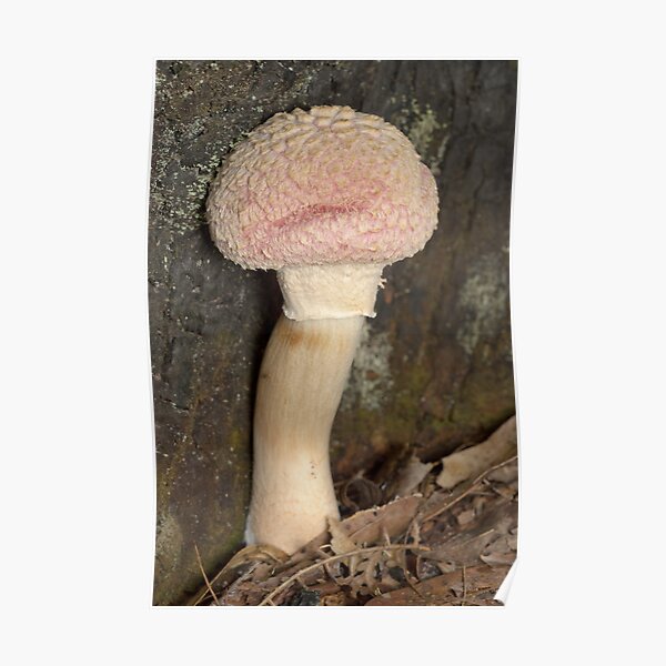 Mushroom - Boletellus ananas Poster