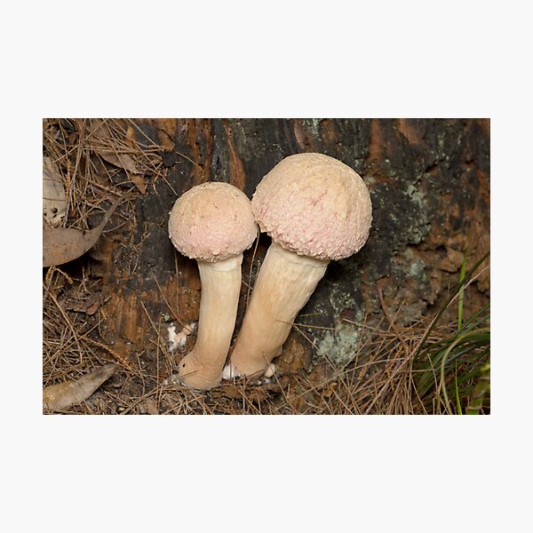 Mushrooms - Boletellus ananas Photographic Print
