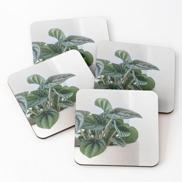 Item preview, Moonlight Peperomia plant photography designed and sold by AdGalesso.