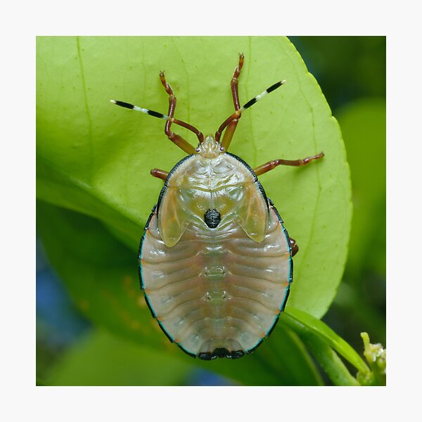 Bronze Orange Stink Bug Nymph - Musgraveia sulciventris Photographic Print