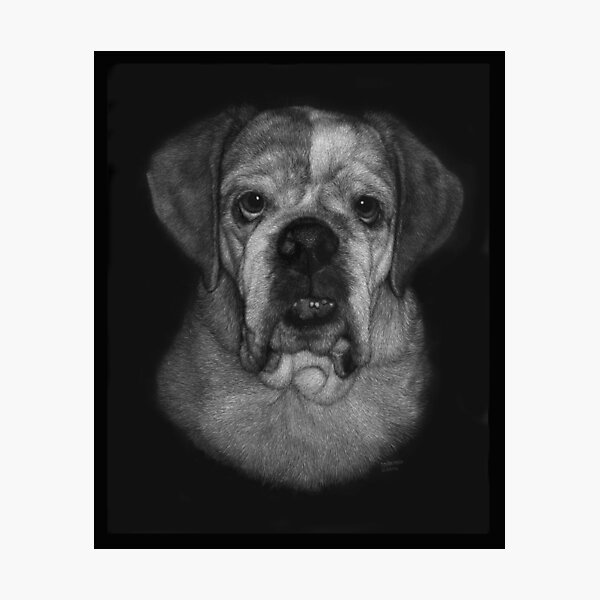 Burrito the bulldog Photographic Print
