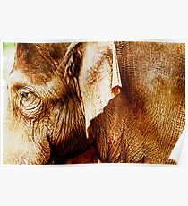 Honolulu Zoo: Elephant Poster