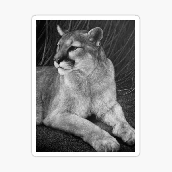 Reno, a mountain lion Sticker