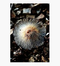 One Fungi Photographic Print
