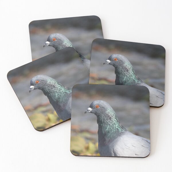 Item preview, Pigeon iridescence designed and sold by GreyFeatherPhot.