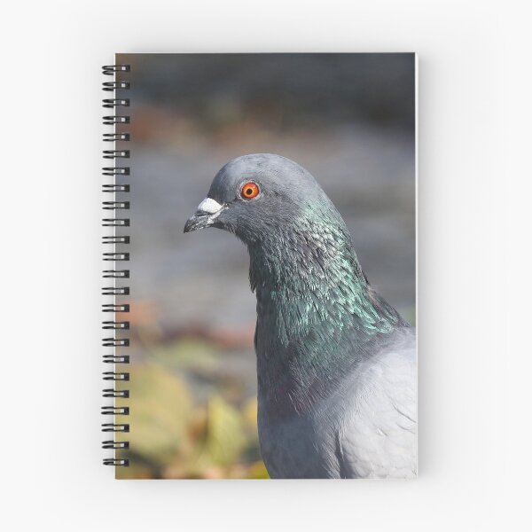 Item preview, Pigeon iridescence designed and sold by GreyFeatherPhot.